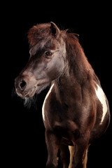 Obraz na płótnie Canvas Shetlandpony im Fotostudio, Portrait, altes Pferd, süßes Pony