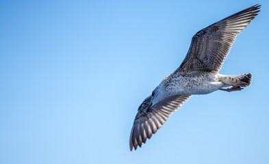 detailed photo of a beautiful seagull in flight. photo during the day.