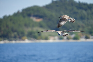 detailed photo of a beautiful seagull in flight. photo during the day.
