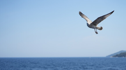 Fototapeta na wymiar detailed photo of a beautiful seagull in flight. photo during the day.