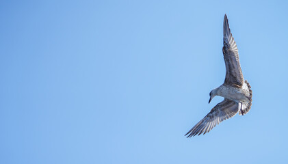 detailed photo of a beautiful seagull in flight. photo during the day.