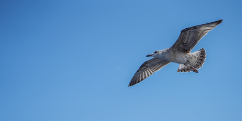 detailed photo of a beautiful seagull in flight. photo during the day.