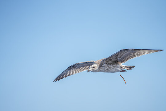 detailed photo of a beautiful seagull in flight. photo during the day.