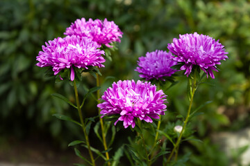 Fototapeta premium Heads of lilac asters in the garden