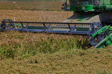 Harvester machine to harvest rice field working in Albufera, Spain