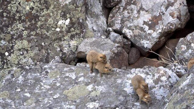 Colony of Rock hyrax (procavia capensis) group of young Hyraxs in wrestling and mating games