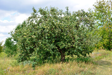 green apple tree with hanging apples isolated on the hill close up 