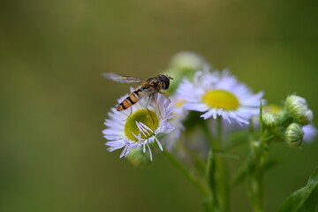 bee on a flower