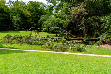 強風で倒された木