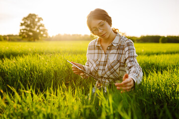 A woman farmer with a modern tablet evaluates the shoots with her hand, green sprouts of wheat in the field. Farm work with digital tablet in agriculture.