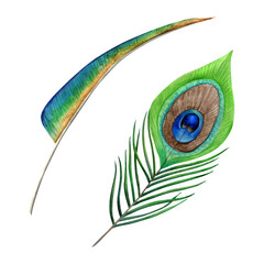 Watercolor green blue peacock feathers set of hand drawn illustrations isolated on a white background