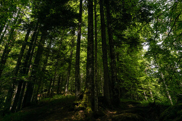 Fototapeta na wymiar Selva de Irati forest in Navarra Spain
