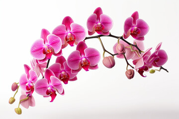 beautiful orchid flowers white background