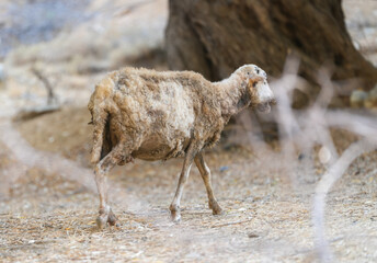 goat. goat in Greece looking for green grass.