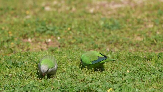 Couple of Monk parakeet (Myiopsitta monachus) also known as the Quaker parrot eating plants in the grass, Invasive species in Israel
