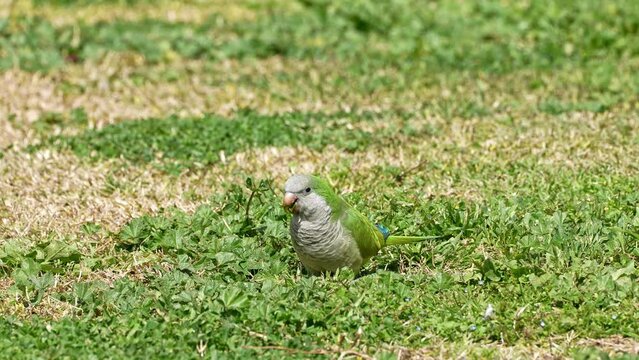 Monk parakeet (Myiopsitta monachus) also known as the Quaker parrot eating plants in the grass, Invasive species in Israel