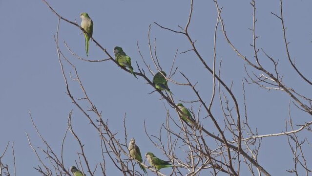 Flock of Monk parakeet (Myiopsitta monachus) also known as the Quaker parrot perching on a tree Invasive species in Israel, Invasive species in Israel