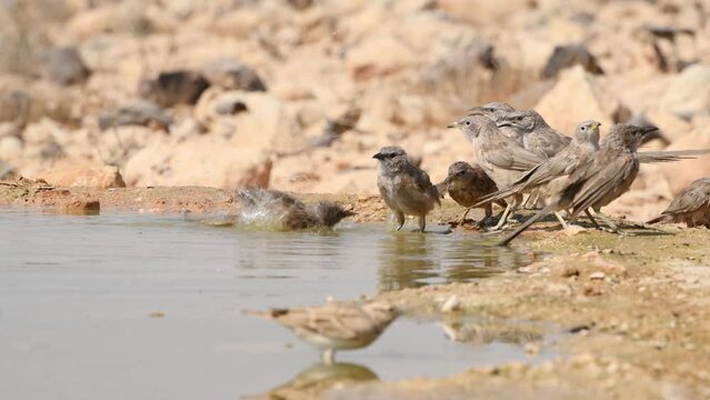 Arabian babblers (Argya squamiceps) taking a bath together