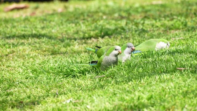Monk parakeet (Myiopsitta monachus) also known as the Quaker parrot eating plants in the grass, Invasive species in Israel