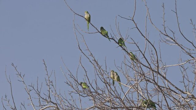 Flock of Monk parakeet (Myiopsitta monachus) also known as the Quaker parrot perching on a tree Invasive species in Israel, Invasive species in Israel