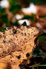 autumn leaves on a tree