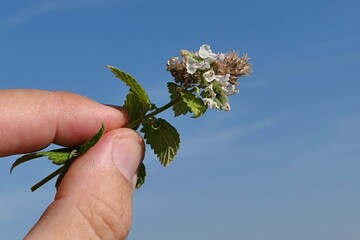 Flowering tip of Catnip cat attractive herb, latin name Nepeta Cataria, held in fingertips, blue...
