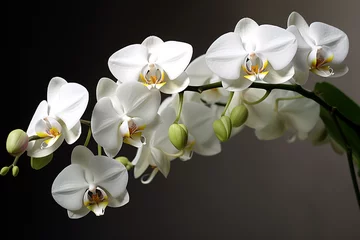Fototapeten beautiful orchid flowers white background © Robin