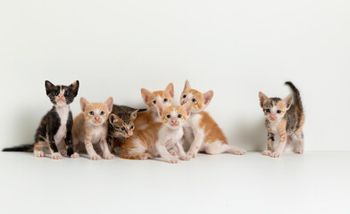 A group of kittens on a white background. Group of kittens.