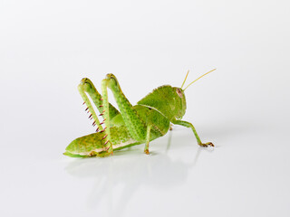 Stunning green grasshopper on a white background. African species, with thorns on its legs. Incredible details. Acanthacris ruficornis