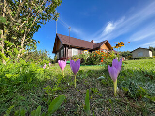 Panoramic view of village house with nice violet flowers in front of camera. Village life