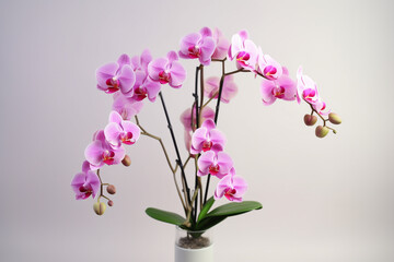 Naklejka na ściany i meble beautiful orchid flowers white background
