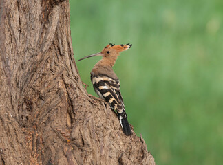 Eurasian hoopoe perched in a tree