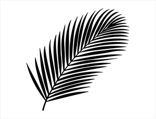 Coconut leaf silhouette vector art white background
