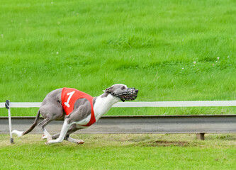 Side view of one fast running greyhound wearing a number one red jacket on the awans dog track, Belgium in summer 2023. - obrazy, fototapety, plakaty