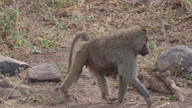 Adult male baboon walking in the savannah