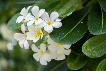 Soft sunlight on blooming exotic blossom with blurred bokeh tropical garden landscape.