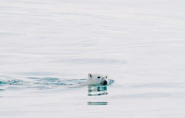 Polar bear swimming in the wild sea