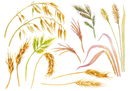 Abstract watercolor collection of autumn wheat. Hand drawn nature design elements isolated on white background.