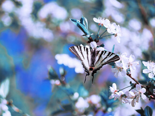 Butterfly machaon at the purple lilac