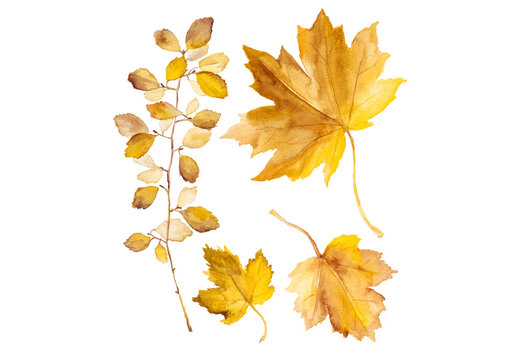 Abstract watercolor collection of autumn leaves. Hand drawn nature design elements isolated on white background.