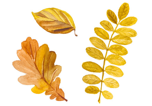 Abstract watercolor collection of autumn leaves. Hand drawn nature design elements isolated on white background.