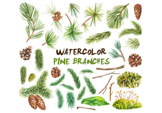 Abstract watercolor collection of pine branches. Hand drawn nature design elements isolated on white background.