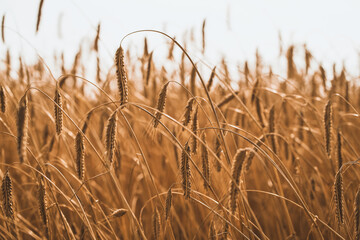 Fototapeta premium Close up of rye ears, field of ripening rye on a summer day. Sunrise or sunset time. Agriculture concept background
