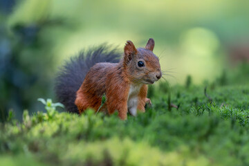 Eurasian red squirrel (Sciurus vulgaris) searching for food in the forest in the Netherlands.                               