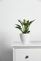 Potted philodendron on wooden table near white wall, space for text. Beautiful houseplant