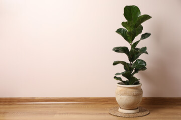 Beautiful ficus plant in pot on floor indoors, space for text. House decor