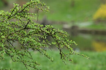Fototapeta premium Beautiful shrub with green leaves growing outdoors, closeup Space for text