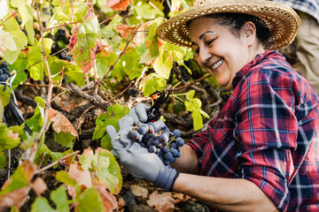 Latin senior farmer woman working inside vineyard during harvest time picking black grapes for red wine production - Organic agriculture, winemaker concept