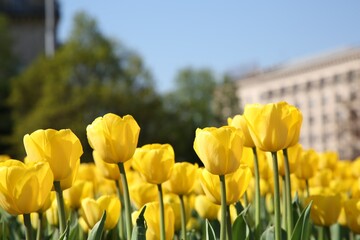 Obraz premium Many beautiful yellow tulips growing outdoors on sunny day, closeup. Spring season