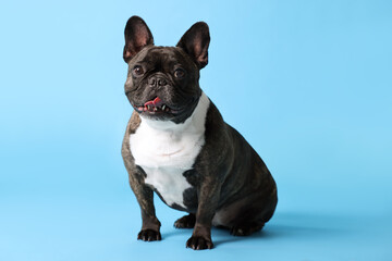 Adorable French Bulldog on light blue background. Lovely pet